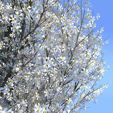 Pyrus calleryana `aristocrat` 